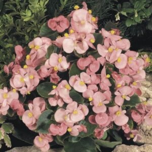Begonia Heaven Pink F1 Hybrid Seeds