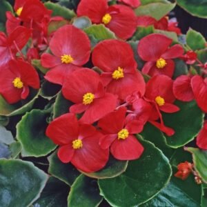 Begonia Heaven Red F1 Hybrid Seeds