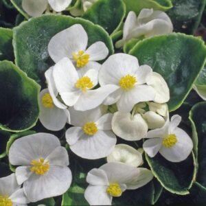 Begonia Heaven White F1 Hybrid Seeds