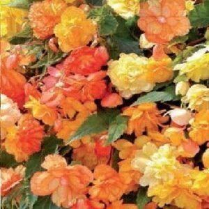 Begonia Illumination Apricot F1 Hybrid Seeds
