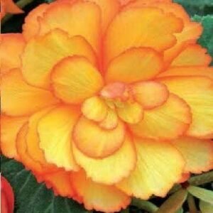 Begonia Illumination Golden Picotee F1 Hybrid Seeds