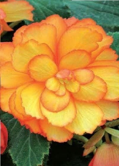 Begonia Illumination Golden Picotee F1 Hybrid Seeds