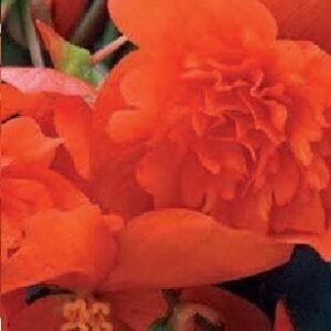 Begonia Illumination Orange F1 Hybrid Seeds