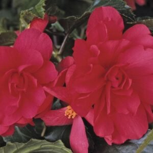 Begonia Illumination Rose F1 Hybrid Seeds
