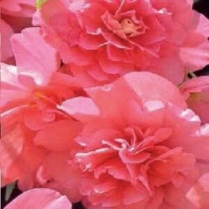 Begonia Illumination Salmon Pink F1 Hybrid Seeds