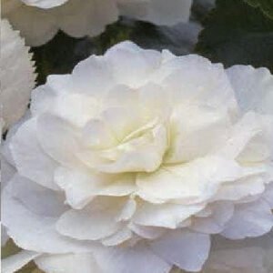 Begonia Illumination White F1 Hybrid Seeds