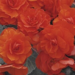 Begonia Nonstop Mocca Deep Orange F1 Hybrid Seeds