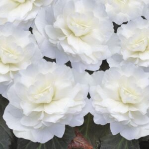 Begonia Nonstop Mocca Deep White F1 Hybrid Seeds