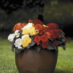 Begonia Nonstop Mocca Mixed F1 Hybrid Seeds