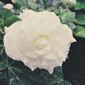 Begonia Nonstop White F1 Hybrid Seeds