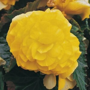 Begonia Nonstop Yellow F1 Hybrid Seeds