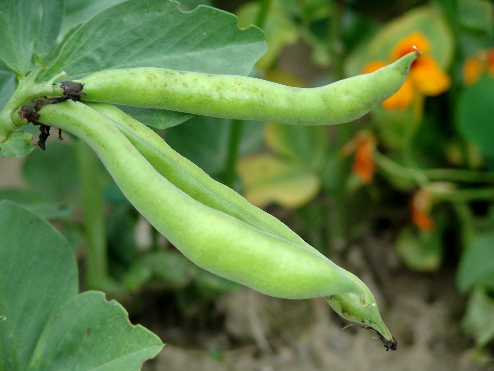 Broad Bean Bunyards Exhibition Seeds