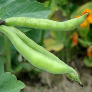 Broad Bean Karmazyn Seeds