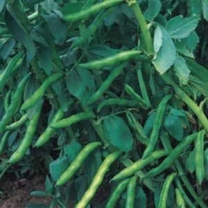 Broad Bean Super Aquadulce Seeds