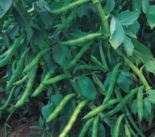 Broad Bean Super Aquadulce Seeds