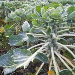 Brussels Sprout Long Island Seeds