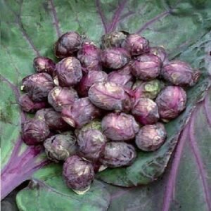 Brussels Sprout Red Bull Seeds