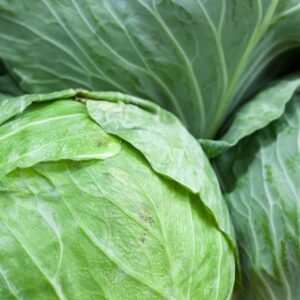 Cabbage Earliest of All (EWK) Seeds