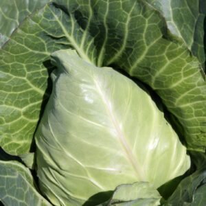 Cabbage Holland Late Winter Seeds