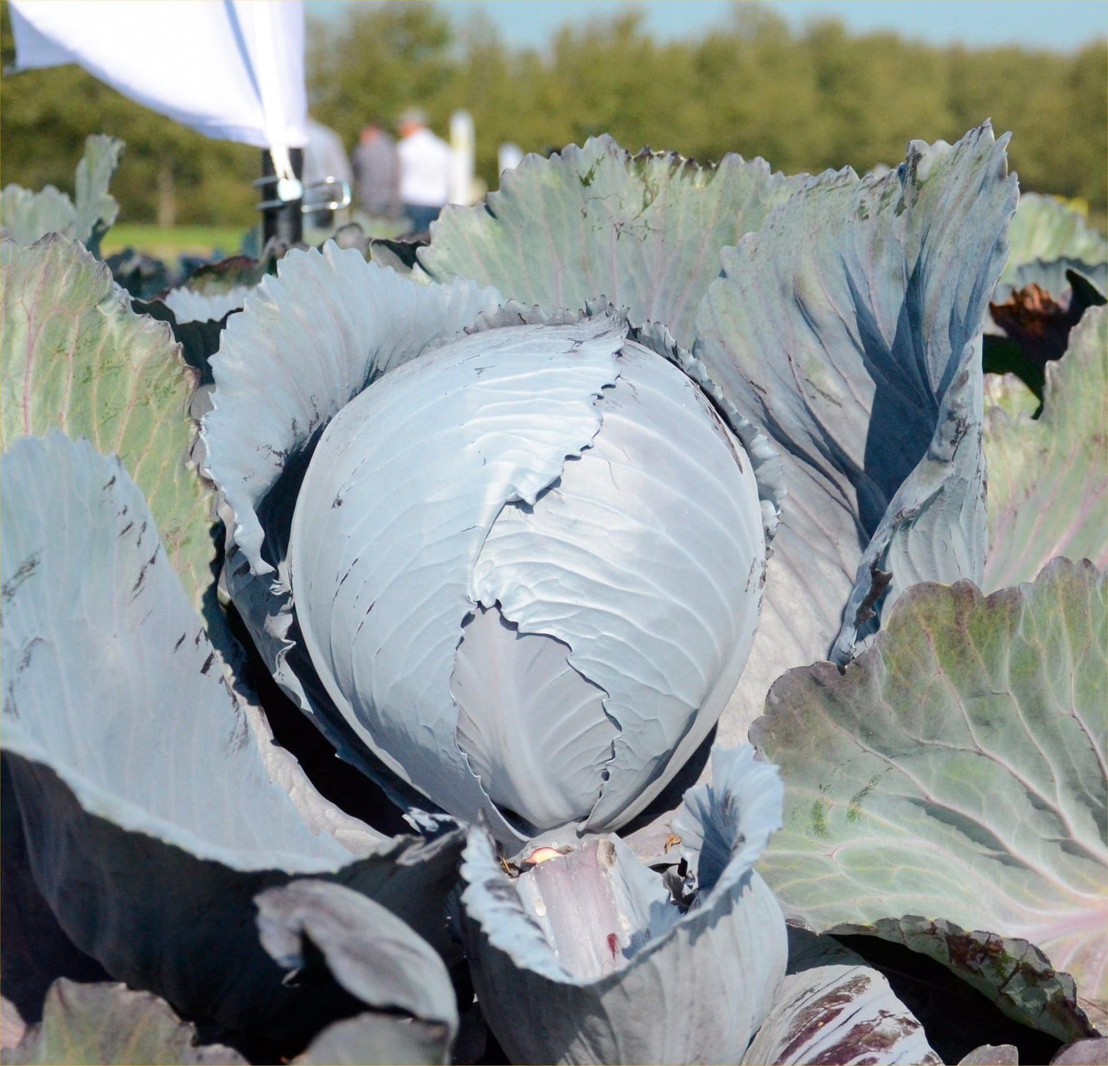 Cabbage Rococo F1 Hybrid Seeds