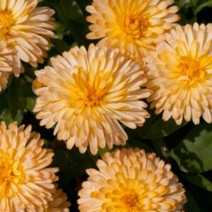Calendula Officinalis Pot Marigold Apricot Twist Seeds