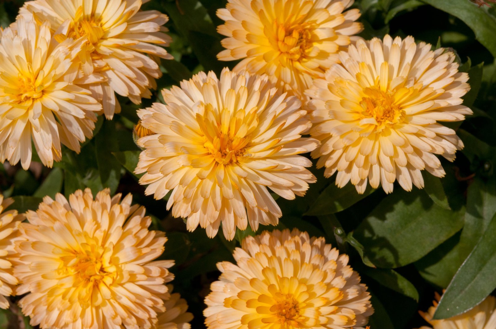 Calendula Officinalis Pot Marigold Apricot Twist Seeds