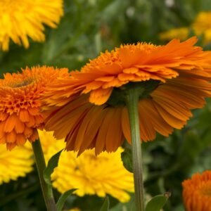 Calendula Officinalis Pot Marigold Art Shades Mix Seeds