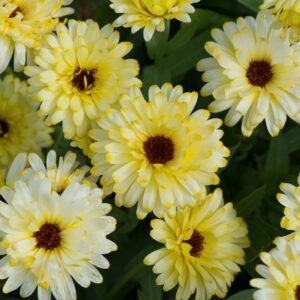 Calendula Officinalis Pot Marigold Lemon Twist Seeds