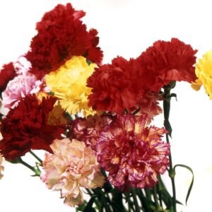 Carnation Enfant De Nice Mixed Seeds