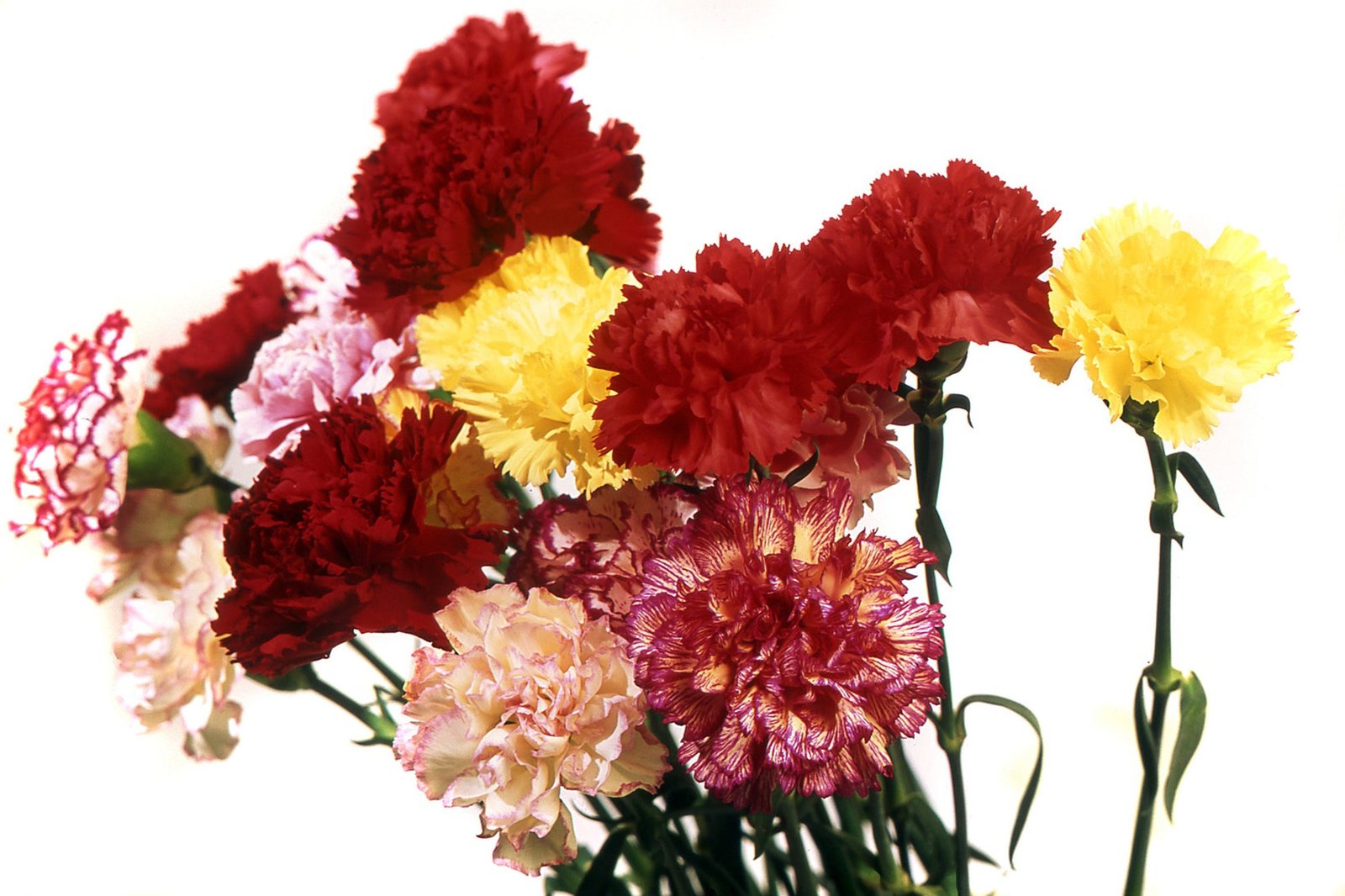 Carnation Enfant De Nice Mixed Seeds