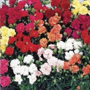 Carnation Lillipot Mixed F1 Hybrid Seeds