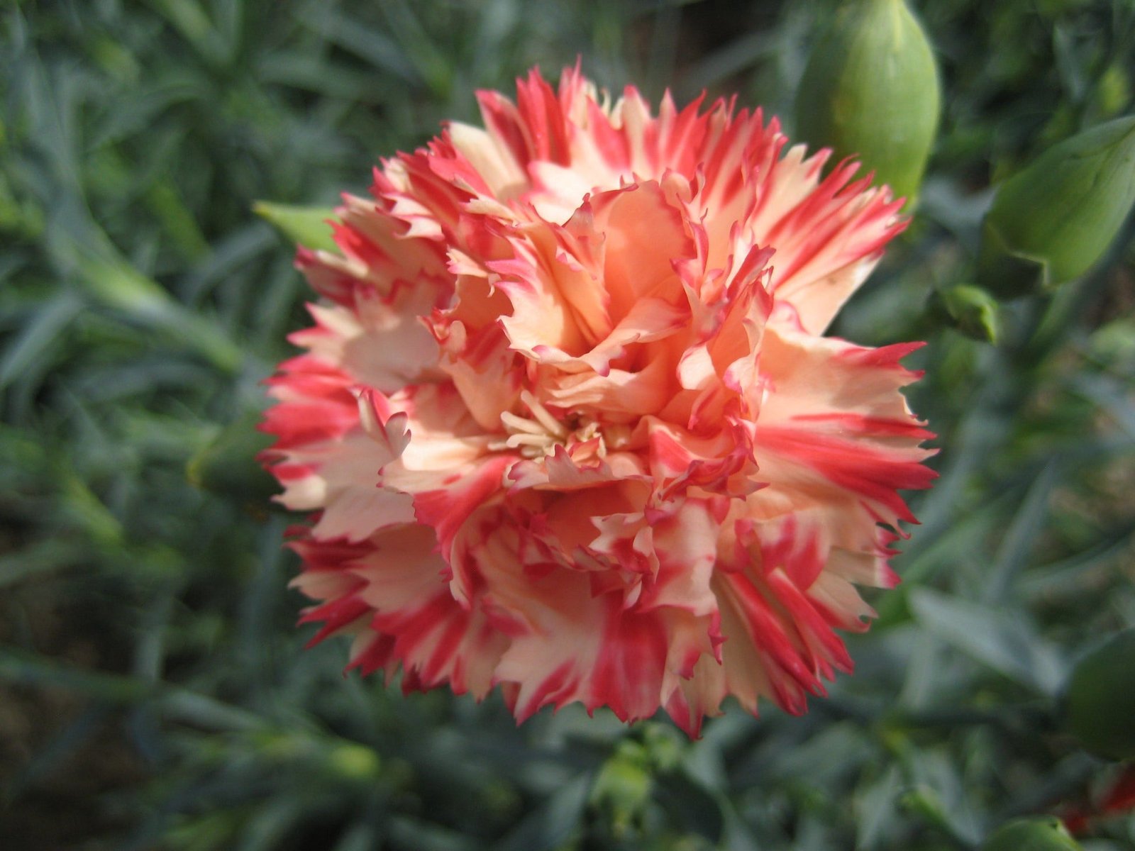 Carnation Orange Sherbet Seeds