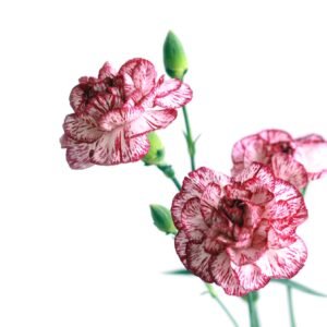 Carnation Sprite Mixture Seeds