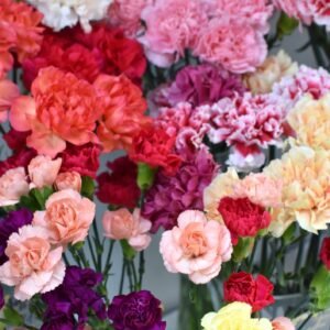 Carnation Superb Formula Series Mixed Seeds