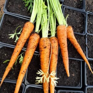 Carrot Chantenay Royal Seeds