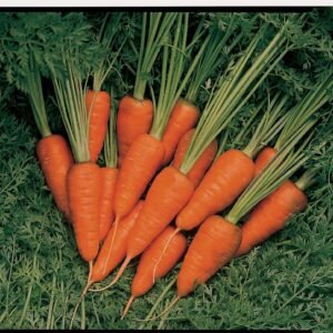 Carrot Short n' Sweet Seeds