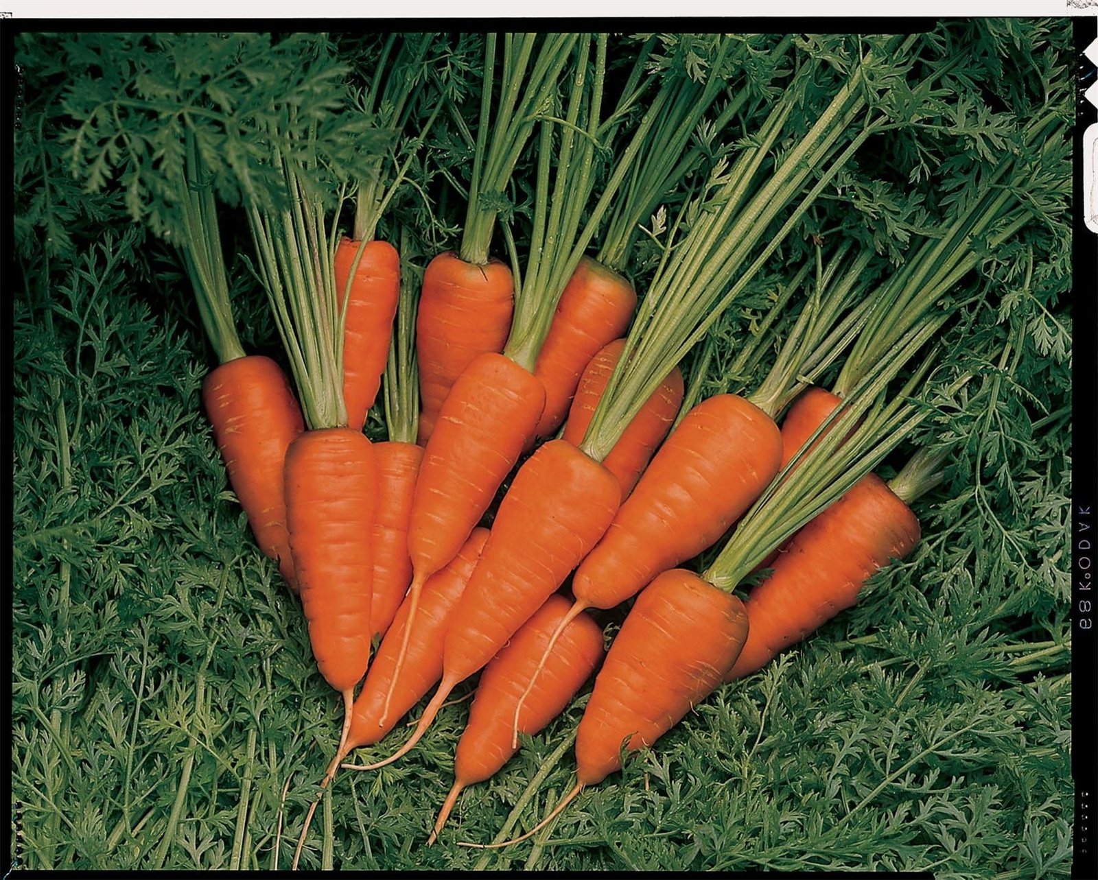 Carrot Short n' Sweet Seeds