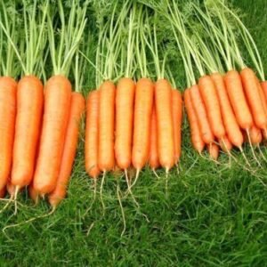 Carrot Sweet Candle F1 Hybrid Seeds