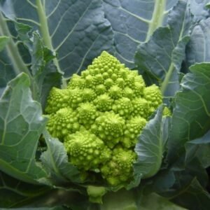 Cauliflower Romanesco Hybrid Puntoverde RZ F1 Hybrid (26-858) Untreated Seeds