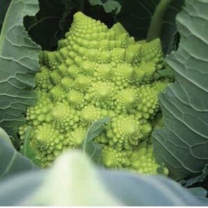 Cauliflower Romanesco White Gold F1 Hybrid Seeds