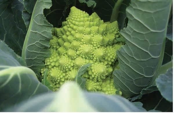 Cauliflower Romanesco White Gold F1 Hybrid Seeds