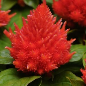 Celosia Ice Cream - Orange Seeds