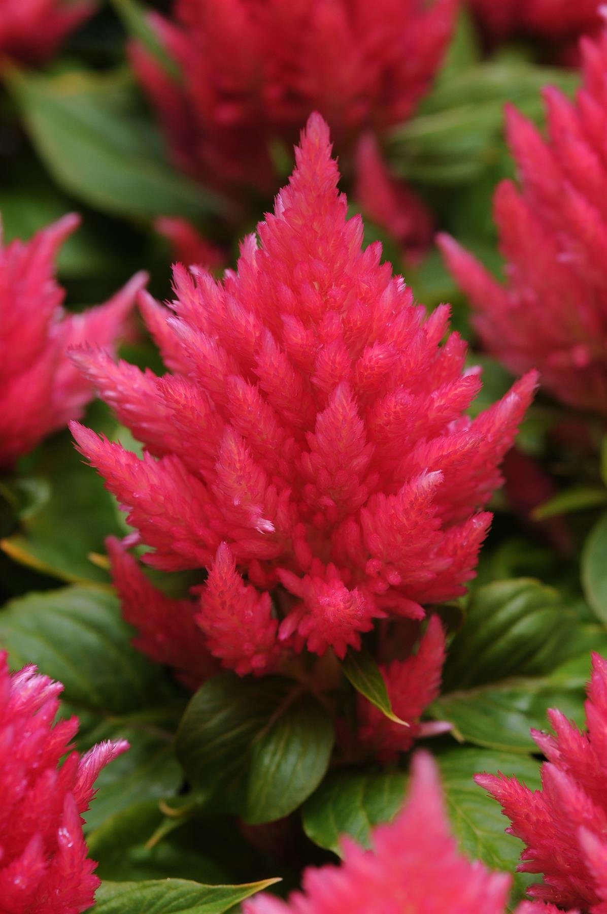 Celosia Ice Cream - Pink Seeds