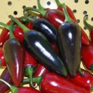 Chilli Pepper Hungarian Black Seeds