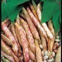 Climbing French Bean Borlotto Lingua di Fuocco Seeds