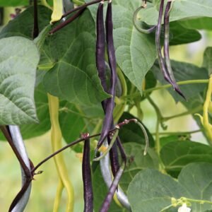 Climbing French Bean Cosse Violet Seeds