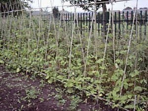 Climbing French Bean Hunter Seeds