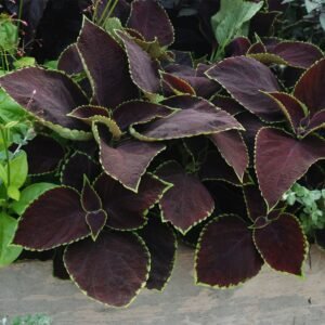 Coleus Chocolate Mint Pelleted Seeds