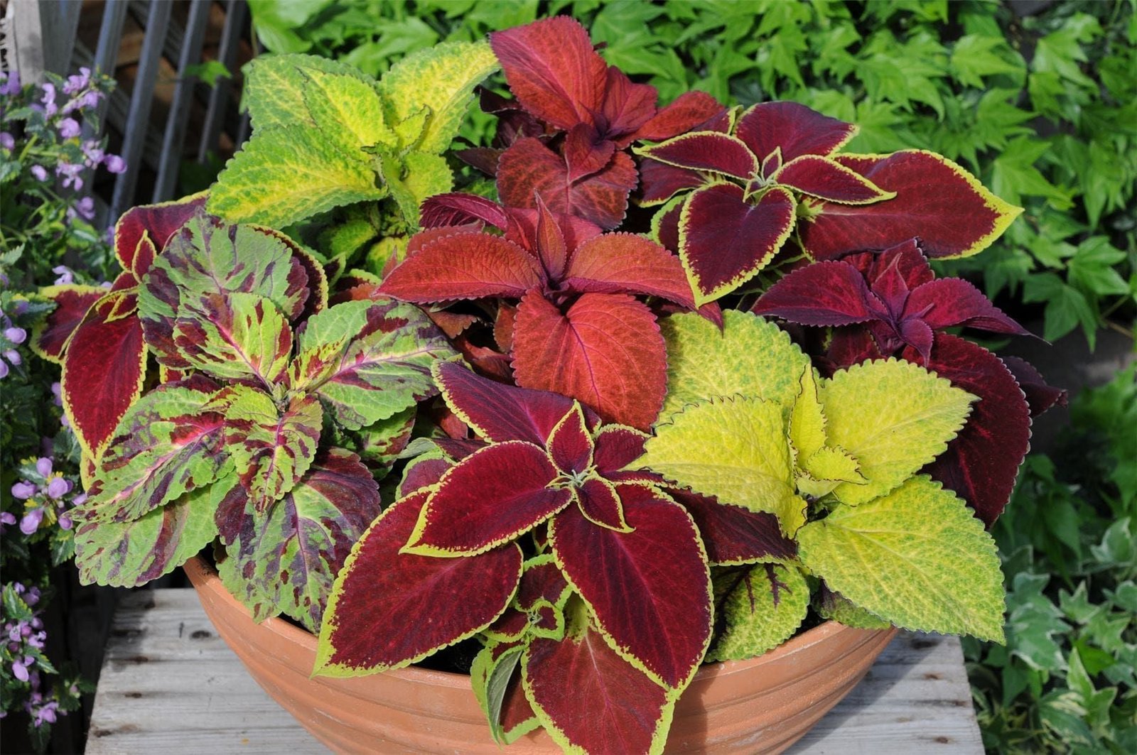 Coleus Wizard Merlin Mix Seeds
