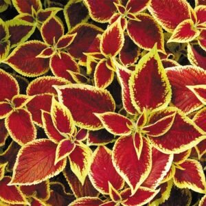 Coleus Wizard Scarlet Seeds